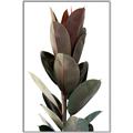 Picture of Plant Life _GroupedProduct_Rectangle_Portrait_Photography _GroupedProduct_Rectangle_Portrait_Canvas_Framed_