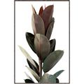 Picture of Plant Life _GroupedProduct_Rectangle_Portrait_Photography _GroupedProduct_Rectangle_Portrait_Canvas_Framed_