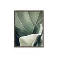 Picture of Sage Leaves  _GroupedProduct_Rectangle_Portrait_Photography _GroupedProduct_Rectangle_Portrait_Canvas_Framed_