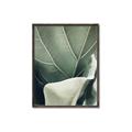 Picture of Sage Leaves  _GroupedProduct_Rectangle_Portrait_Photography _GroupedProduct_Rectangle_Portrait_Canvas_Framed_