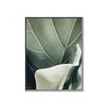 Picture of Sage Leaves  _GroupedProduct_Rectangle_Portrait_Photography _GroupedProduct_Rectangle_Portrait_Canvas_Framed_