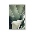 Picture of Sage Leaves  _GroupedProduct_Rectangle_Portrait_Photography _GroupedProduct_Rectangle_Portrait_Canvas_Framed_