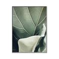 Picture of Sage Leaves  _GroupedProduct_Rectangle_Portrait_Photography _GroupedProduct_Rectangle_Portrait_Canvas_Framed_