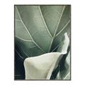 Picture of Sage Leaves  _GroupedProduct_Rectangle_Portrait_Photography _GroupedProduct_Rectangle_Portrait_Canvas_Framed_