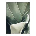 Picture of Sage Leaves  _GroupedProduct_Rectangle_Portrait_Photography _GroupedProduct_Rectangle_Portrait_Canvas_Framed_