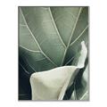 Picture of Sage Leaves  _GroupedProduct_Rectangle_Portrait_Photography _GroupedProduct_Rectangle_Portrait_Canvas_Framed_