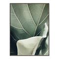 Picture of Sage Leaves  _GroupedProduct_Rectangle_Portrait_Photography _GroupedProduct_Rectangle_Portrait_Canvas_Framed_