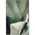 Picture of Sage Leaves  _GroupedProduct_Rectangle_Portrait_Photography _GroupedProduct_Rectangle_Portrait_Canvas_Framed_