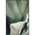 Picture of Sage Leaves  _GroupedProduct_Rectangle_Portrait_Photography _GroupedProduct_Rectangle_Portrait_Canvas_Framed_