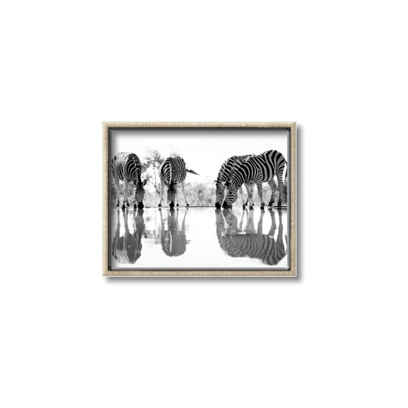 Picture of Sipping Zebras  _GroupedProduct_Rectangle_Landscape_Photography _GroupedProduct_Rectangle_Landscape_Canvas_Framed_