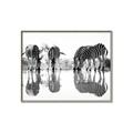 Picture of Sipping Zebras  _GroupedProduct_Rectangle_Landscape_Photography _GroupedProduct_Rectangle_Landscape_Canvas_Framed_