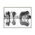 Picture of Sipping Zebras  _GroupedProduct_Rectangle_Landscape_Photography _GroupedProduct_Rectangle_Landscape_Canvas_Framed_