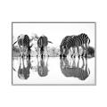 Picture of Sipping Zebras  _GroupedProduct_Rectangle_Landscape_Photography _GroupedProduct_Rectangle_Landscape_Canvas_Framed_
