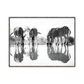 Picture of Sipping Zebras  _GroupedProduct_Rectangle_Landscape_Photography _GroupedProduct_Rectangle_Landscape_Canvas_Framed_