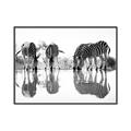 Picture of Sipping Zebras  _GroupedProduct_Rectangle_Landscape_Photography _GroupedProduct_Rectangle_Landscape_Canvas_Framed_