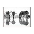Picture of Sipping Zebras  _GroupedProduct_Rectangle_Landscape_Photography _GroupedProduct_Rectangle_Landscape_Canvas_Framed_
