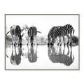 Picture of Sipping Zebras  _GroupedProduct_Rectangle_Landscape_Photography _GroupedProduct_Rectangle_Landscape_Canvas_Framed_
