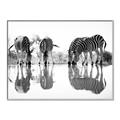 Picture of Sipping Zebras  _GroupedProduct_Rectangle_Landscape_Photography _GroupedProduct_Rectangle_Landscape_Canvas_Framed_
