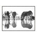 Picture of Sipping Zebras  _GroupedProduct_Rectangle_Landscape_Photography _GroupedProduct_Rectangle_Landscape_Canvas_Framed_