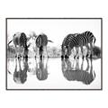 Picture of Sipping Zebras  _GroupedProduct_Rectangle_Landscape_Photography _GroupedProduct_Rectangle_Landscape_Canvas_Framed_