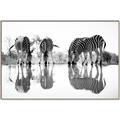 Picture of Sipping Zebras  _GroupedProduct_Rectangle_Landscape_Photography _GroupedProduct_Rectangle_Landscape_Canvas_Framed_