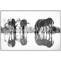 Picture of Sipping Zebras  _GroupedProduct_Rectangle_Landscape_Photography _GroupedProduct_Rectangle_Landscape_Canvas_Framed_