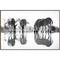Picture of Sipping Zebras  _GroupedProduct_Rectangle_Landscape_Photography _GroupedProduct_Rectangle_Landscape_Canvas_Framed_