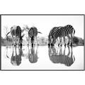 Picture of Sipping Zebras  _GroupedProduct_Rectangle_Landscape_Photography _GroupedProduct_Rectangle_Landscape_Canvas_Framed_