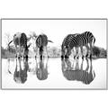 Picture of Sipping Zebras  _GroupedProduct_Rectangle_Landscape_Photography _GroupedProduct_Rectangle_Landscape_Canvas_Framed_