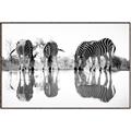 Picture of Sipping Zebras  _GroupedProduct_Rectangle_Landscape_Photography _GroupedProduct_Rectangle_Landscape_Canvas_Framed_