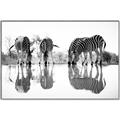 Picture of Sipping Zebras  _GroupedProduct_Rectangle_Landscape_Photography _GroupedProduct_Rectangle_Landscape_Canvas_Framed_