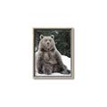 Picture of Snowy Bear _GroupedProduct_Rectangle_Portrait_Photography _GroupedProduct_Rectangle_Portrait_Canvas_Framed_