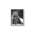 Picture of Snowy Bear _GroupedProduct_Rectangle_Portrait_Photography _GroupedProduct_Rectangle_Portrait_Canvas_Framed_