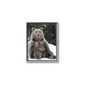 Picture of Snowy Bear _GroupedProduct_Rectangle_Portrait_Photography _GroupedProduct_Rectangle_Portrait_Canvas_Framed_