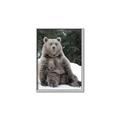 Picture of Snowy Bear _GroupedProduct_Rectangle_Portrait_Photography _GroupedProduct_Rectangle_Portrait_Canvas_Framed_