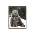 Picture of Snowy Bear _GroupedProduct_Rectangle_Portrait_Photography _GroupedProduct_Rectangle_Portrait_Canvas_Framed_