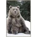 Picture of Snowy Bear _GroupedProduct_Rectangle_Portrait_Photography _GroupedProduct_Rectangle_Portrait_Canvas_Framed_