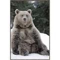 Picture of Snowy Bear _GroupedProduct_Rectangle_Portrait_Photography _GroupedProduct_Rectangle_Portrait_Canvas_Framed_