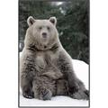 Picture of Snowy Bear _GroupedProduct_Rectangle_Portrait_Photography _GroupedProduct_Rectangle_Portrait_Canvas_Framed_