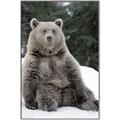 Picture of Snowy Bear _GroupedProduct_Rectangle_Portrait_Photography _GroupedProduct_Rectangle_Portrait_Canvas_Framed_