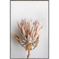 Picture of Soft Pink _GroupedProduct_Rectangle_Portrait_Photography _GroupedProduct_Rectangle_Portrait_Canvas_Framed_