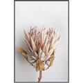 Picture of Soft Pink _GroupedProduct_Rectangle_Portrait_Photography _GroupedProduct_Rectangle_Portrait_Canvas_Framed_