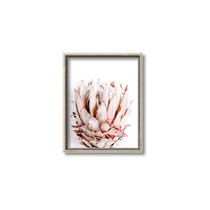 Picture of Soft Protea _GroupedProduct_Rectangle_Portrait_Photography _GroupedProduct_Rectangle_Portrait_Canvas_Framed_