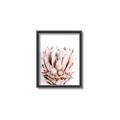 Picture of Soft Protea _GroupedProduct_Rectangle_Portrait_Photography _GroupedProduct_Rectangle_Portrait_Canvas_Framed_