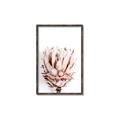 Picture of Soft Protea _GroupedProduct_Rectangle_Portrait_Photography _GroupedProduct_Rectangle_Portrait_Canvas_Framed_
