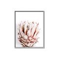 Picture of Soft Protea _GroupedProduct_Rectangle_Portrait_Photography _GroupedProduct_Rectangle_Portrait_Canvas_Framed_