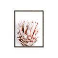 Picture of Soft Protea _GroupedProduct_Rectangle_Portrait_Photography _GroupedProduct_Rectangle_Portrait_Canvas_Framed_