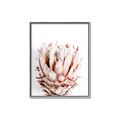 Picture of Soft Protea _GroupedProduct_Rectangle_Portrait_Photography _GroupedProduct_Rectangle_Portrait_Canvas_Framed_