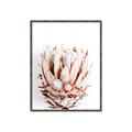 Picture of Soft Protea _GroupedProduct_Rectangle_Portrait_Photography _GroupedProduct_Rectangle_Portrait_Canvas_Framed_