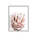 Picture of Soft Protea _GroupedProduct_Rectangle_Portrait_Photography _GroupedProduct_Rectangle_Portrait_Canvas_Framed_